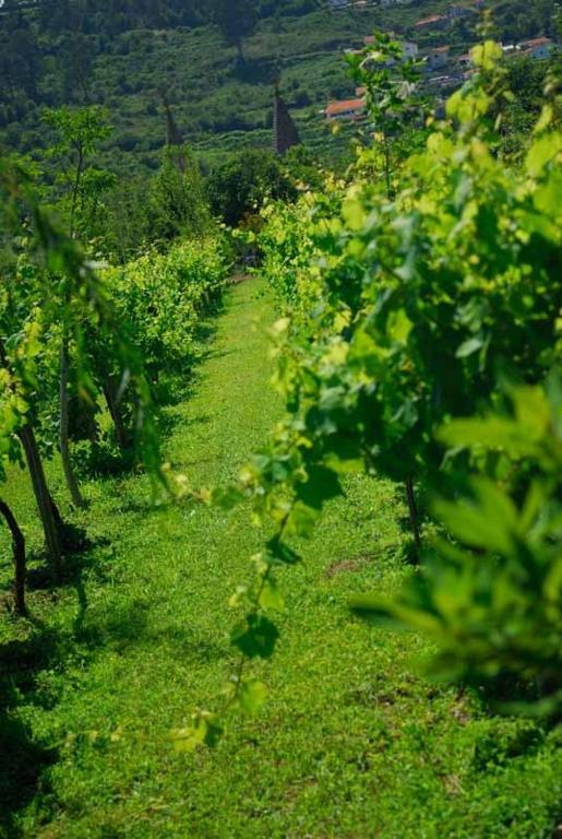 Quinta Do Mosteiro Felgueiras Esterno foto